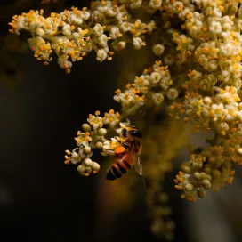 Happy World Bee Day! 🌍 Today, we celebrate our buzzing friends who are essential to our ecosystem! 🐝✨ They pollinate flowers, fruits, and vegetables, vital for our food supply and biodiversity. Support bees by planting native pollinator plants in your garden for their food and habitat.
Next time you see a bee outside, let it "bee" and appreciate the important role it plays in nature! 🌿
