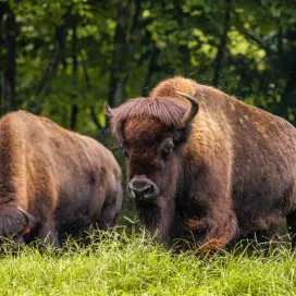 Yes, we’re open on Memorial Day! 🎉 Visit us this weekend, open 9am to 5pm ⏰ with last entry at 4pm. Make the most of this holiday weekend by exploring the outdoors together! 🌳🌞
