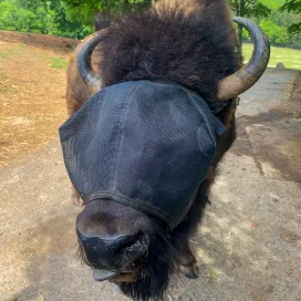 You may notice one of the bison looks a little different than the rest of the herd, that’s Annie! 🦬
Annie is wearing a fly mask! Fly masks are commonly seen on horses and they do exactly what the name suggests: mask the face from flies. The material is breathable and yes, both horses and Annie can still see out of them! 👀
But why? 🤔
Over the last couple years, she has developed seasonal allergies that have gotten progressively worse. Her allergies specifically affect her skin and eyes. During the spring and summer months she becomes very itchy to the point of rubbing herself raw and cutting her eyes. Last year, the vet team started her on allergy medication and conducted procedures to see if there was any underlying issues but nothing was found. At this point, she appears to have some pretty severe allergies that really affect her eyes. 🤧 👁️
Last year, keepers started training her to allow them to put on a fly mask, which is what you see here on her face in the photos! This is to protect her eyes from flies getting to the raw spots and hopefully allow her eyes a chance to heal. ❤️‍🩹
HUGE shoutout to the Northwoods Team for training Annie to be able to wear this fly mask that will result in a positive outcome for her welfare! Training horses to wear fly masks can be difficult, so training a bison to wear one is BEYOND impressive! 👏🤯