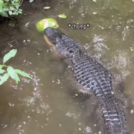 The most iconic & unexpected duo: alligators and watermelon!! 🐊🍉 Check out this sweet video of the alligators interacting with some watermelon enrichment 🎥
#nationalalligatorday #nczoo