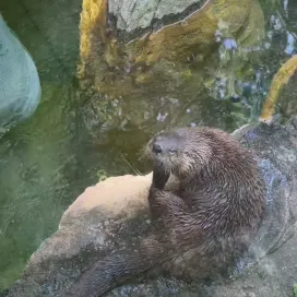 POV: you’re seeing North American River Otter chin scratches for the first time on World Otter Day🥹 Otters are highly adapted to their semi-aquatic lifestyle with dense fur and webbed feet! They can also close their ears and nostrils using valve-like flaps to keep water out when swimming and diving. 🦦🤿
#WOD2025