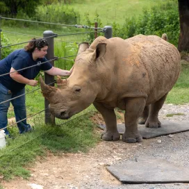 Rounding out Mental Health Awareness Month with some insights into a zookeeper's mind.🧠🔍
Ever heard of allostatic load? It’s the cumulative burden of chronic stress on the body. And for zookeepers, it’s not just theoretical — it’s a daily reality. 📆
Imagine being in a constant state of high alert: caring for animals that could harm you, making sure nothing goes wrong, and feeling hyper-responsible for living beings that depend on your care. It's mentally and emotionally exhausting. Every decision matters and every detail counts. ‼️
Zookeepers don’t clock out from the responsibility. Their bodies carry the weight of that vigilance long after the shift ends. Caring for animals isn’t just physical — it’s mental. Keepers hold an invisible weight: the drive to do more, learn more, provide more. And still, it never feels like enough. That load? It’s heavy and it rarely lets up. 😓
It’s hard to shut off the “zookeeper brain” — the part that keeps scanning, worrying, watching. Even on days off. Even when walking through a different zoo. Even at home. 🤔💭
This is a job that follows you everywhere — in your head, in your heart.❤️🧠
Let’s talk more about this! There is no one that cares more for these animals than the zookeepers. So who cares for the keepers? ❤️‍🩹 Let’s support the mental health of those who care for our planet’s most incredible creatures. We will be sharing more zookeeper mental health insights in the following weeks. 🫶