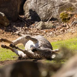 May showers makes muddy zebras! 🌧️ 🦓