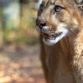 The only way to celebrate Cougar Day is with cool cougar facts, duh.😻
🐾 Cougars hold the Guinness World Record for the animal with the most names — over 40 just in English! You might know them as puma, mountain lion, panther, or catamount, but they’re all the same species!
🐾 Unlike lions or tigers, cougars can’t roar — but they can purr, chirp, hiss, and growl. Their vocalizations are surprisingly varied!
🐾 Cougars have the largest range of any wild land mammal in the Americas — from Canada to South America!
🐾 Cougars are not considered “BIG” cats like lions and tigers.
🐾 After the jaguar, the cougar is the second-largest wild cat on the continent. Adult males can weigh up to 150 lbs!