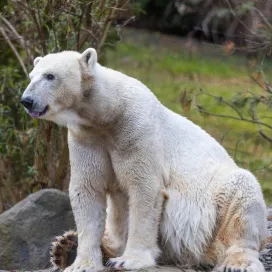 🐻‍❄️ The Arctic Waters habitat at Polar bear is temporarily closed. But, don’t worry! Polar bear, Anana, will still have access to the Tundra Habitat with room to roam and a cool pond to swim in. 🥶💦 The Tundra habitat has two viewing areas - The Ice Cave and Piper’s Den - located at the end of the Rocky Coast section, just past the Arctic Fox habitat.
🐾 Remember, now that warmer weather is here, Anana has access to air-conditioned behind-the-scenes areas and is able to choose where she would like to be during the day. So, if you do not see her check back again later. It pays to be patient! 👀