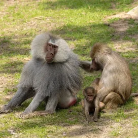 Happy Father's Day! Come spend a wild day at the zoo with your dad!🦁🐒🐘
Receive $2 off on dad's admission when you mention this Father’s day discount in-person today only!
#FathersDay #ZooDay