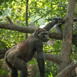 For the next few days, our gorillas will be off habitat for glass replacement. Please remember that banging at the glass impacts their well-being. Let's treat the gorillas with respect by being mindful of their space and boundaries. The gorillas are here for your observation and education, not entertainment. Appreciate the animals while respecting their space and well-being. 🦍💚