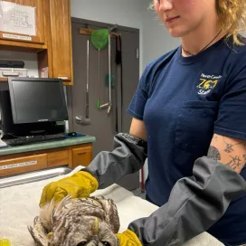 Zookeepers aren’t the only ones who carry a heavy emotional burden and mental load — wildlife rehabbers do too. 🧠🐾
The North Carolina Zoo has a wildlife rehab center onsite, the Valerie H. Schindler Wildlife Rehabilitation Center. Our wildlife rehabilitation staff cares for sick, injured, and orphaned native wildlife from across North Carolina. Every day, they face stressed and wounded patients, many of whom arrive from heartbreaking circumstances. Knowing that you may be an animal’s last hope for survival is an overwhelming responsibility.🤕🩺
In the wild, animals are experts at hiding pain or illness, it’s a survival mechanism. So when one ends up in rehab, it’s often in critical condition and suffering from significant trauma. These animals don’t understand that we’re here to help them; a calm wild animal in care is often one that’s near death.😢🏥
Rehabbers are taught not to form attachments, knowing that every patient will leave their care… either through release back into the wild or release from suffering. Still, it’s almost impossible not to grow fond of the animals they raise from infancy or nurse back to health. Wild animals don’t bond with their caregivers, and that’s by design, it’s essential for their successful return to the wild. But that doesn’t make the emotional investment of the rehabbers any less real.💞
Every day presents new challenges. Rehabbers work with concerned and emotional finders, care for dozens of unique patients, and often face heart-wrenching decisions. Choosing humane euthanasia for animals that cannot be rehabilitated is one of the most difficult parts of the job, a decision made only out of compassion and responsibility.❤️‍🩹
Wildlife rehabilitation is deeply meaningful work. But it comes with a cost — physically, emotionally, and mentally. And those who do it carry that weight quietly, with unwavering dedication, and we sure are glad that they do.🌟