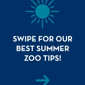 🌞 Embrace summer at the zoo! Whether you're exploring the park or trekking the hiking trails, we’ve got some tips to ensure you have a great visit! So, swipe for our best tips for your summer Zoo visit! ➡️
💙 Let’s make the most of this summer season while staying safe and comfortable! 😎 🥾