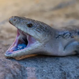 🔥 It is HOT out here this week!! 🥵 If you plan to come to the Zoo, make sure to stay hydrated and not overexert yourself. We encourage bringing a refillable water bottle and arriving early to beat the afternoon heat. ☀️💧 Stop by any food service location in the Zoo that offers fountain refills, to get your water bottle refilled for free with ice cold water! 🧊
🚨 If you need help don’t hesitate to ask! Reach out to a Zoo Staff member or call ZOOCOM. If you require immediate assistance during your visit, please call ZOOCOM at (336)879-7540 for help.