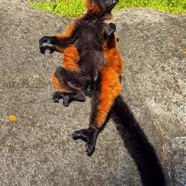 Sun basking level: Expert ☀️☀️☀️☀️☀️
Happy Summer Solstice from the sunniest boy, George, the red-ruffed lemur! 🌞