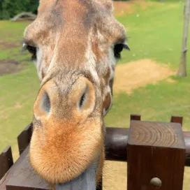 Crank up the volume and take a moment to enjoy snacking ASMR with Turbo! 🥬🦒This could be YOU this summer! At your next visit to the Zoo, stop by the Acacia Station Giraffe Deck for an unforgettable experience! 📸 💛 #WorldGiraffeDay
For more information see our website: nczoo.org/experiences/attractions/acacia-station-giraffe-deck