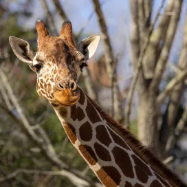 It’s been a very difficult week here at the North Carolina Zoo. With extremely heavy hearts, we are grieving the loss of giraffe, Leia. 💔 🦒
Leia’s death is especially raw as she passed away only a day after the Zoo’s long-time Director and CEO Pat Simmons.
On Tuesday morning, Leia underwent a planned medical procedure to address a hoof injury. Vet staff expected Leia to make a full recovery before she experienced acute aspiration following the procedure. Aspiration is a recognized complication that can sometimes occur with the use of anesthesia in both humans and animals. It is widely considered the number one complication with giraffe surgical procedures. A necropsy, or animal autopsy, was performed and results confirmed aspiration as the official cause of Leia’s death. She was 15 years old and was a beloved part of the Zoo family since 2010.
A quote from Kelly, one of her keepers, "Over the years we developed an extremely strong relationship to where for a while she wouldn't trust any stranger unless I was there to give the ok. Her personality blossomed over the years showing her true intelligence and awareness. Our training sessions could be incredibly productive but, she was a strong independent lady who had opinions and didn't like to be touched very often. Leia was always the first to test out new puzzle feeders and lick all over the go-pro cameras when we would put them up in the barn. Leia was a true "once in a lifetime animal.""
The Zoo respectfully requests privacy and compassion for affected staff as they continue to mourn two unimaginable losses so close together. Grief counselors have been on site to support staff members during the grieving process.