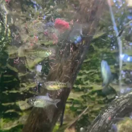 Fish noms! 🐟 Highlighting some of our fishy friends today! Check out these little pupfish at the Desert Dome enjoying an afternoon snack. Desert pupfish can live in water up to 113℉! 🔥
📸Shoutout to Keeper Jocelyn for this special video!