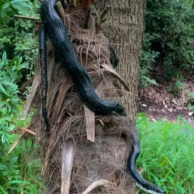 🐍 Don’t panic! It’s just an Eastern Rat snake!
Welcome back to Snake Sunday! North Carolina’s Eastern Rat Snakes are long, sleek, and virtually harmless to humans. Around the state they are commonly known as just “black snakes.”
These non-venomous snakes help keep rodent populations in check and are excellent climbers, as you can see from our friend in the photo!
⚫️ They can grow up to 6 feet long
🌳 Found in forests, barns, and backyards
🍽 Feast on rodents, bird eggs, and small mammals
🌿 Freeze when startled or mimic rattlesnakes by vibrating their tails in dry leaves
👉 Not to be confused with the black racer snake! While they look similar, racers are more slender, faster, and rarely climb. If you look closely at the rat snake's face, you’ll notice they have a white coloring that fades down to their belly - another way to tell them apart! Rat snakes are bulkier, slower, and love to scale trees and walls, that’s part of what makes them such great hunters!
So if you see one? Give it space and let it do its thing. Black rat snakes are a vital part of North Carolina’s ecosystems — and they really don’t want anything to do with you. 🖤