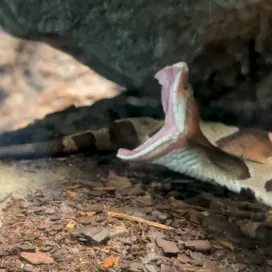 BIIIIIIIIG YAWN! Did you know that snakes yawn, just like we do? 🥱 As this copperhead opens its mouth, you can see two fangs fold down from the top of the mouth! 🐍 Their fangs are small and protected by thin sheaths that make the triangular shape you see! HOW CUTE?!?🥰 Snake Monday brought to you by technical difficulties!