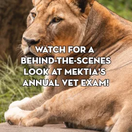 Happy Veterinary Appreciation Day! 🎉 Take a moment to appreciate our dedicated veterinary staff who work diligently to keep our animals healthy & thriving.🐾 Enjoy this video from Mekita’s annual exam for a glimpse into the work of the veterinary team!