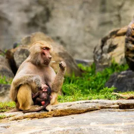 It’s hard to believe that Winnie is ONE! Happy birthday to Winnie the Hamadryas baboon! 🎉🐒 Swipe to watch her grow up, she's growing quickly! 📸✨