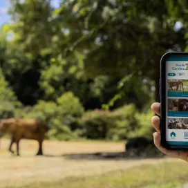 We have exciting news to share with you! 🎉 Our North Carolina Zoo app is officially launched! 🚀
The app is available on the Apple and Android app stores, in English AND Spanish! Simply search for “North Carolina Zoo”! 🚨Take our advice and download ahead of your visit.🚨 The app was created with the support of a $1M grant to the Zoo from the North Carolina GlaxoSmithKline Foundation.
The app provides:
📍 Educational videos 🎓
📍 K-12 activities integrated with the North Carolina standard course of study 📚
📍 Interactive augmented reality games that allow visitors to explore zoo careers 🎮
📍 Features like audio descriptions to improve accessibility for vision-impaired guests 🎧
📍 A live map of the Zoo for way-finding 🗺️
So, come to the Zoo, and get ready to explore the wild side of learning! Stay tuned as we share more about the app in the coming weeks! 🦓 🌿