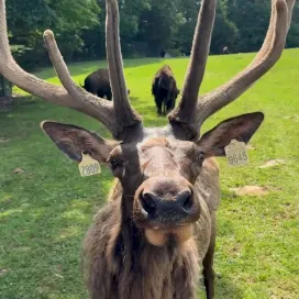 Bull elk Tommy is here to tell you that we will be OPEN on July 4th!! ❤️🤍💙 Come visit the World’s Largest Natural Habitat Zoo! 🇺🇸 🦌
