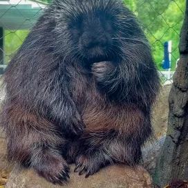 🦔 Did you know that porcupines are the second largest rodents in North America, right after the beaver? 🦫 Next time you visit the Zoo, don’t miss the chance to see Griddle, the North American Porcupine! 🎉 Griddle joined the Zoo last year at 5 months old, and is growing up fast! If you don't see him, look again, as he is often napping in his tree trunk. 😴
#WorldPorcupineDay
📷 Shoutout to Keeper Melissa for the pics!