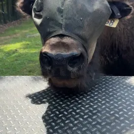 You asked and we've delivered! The outpouring of support and curiosity surrounding Annie the Bison’s fly mask called for a behind-the-scenes look! 🦬✨ Watch as keeper Robin puts on Annie’s fly mask, a process that has taken countless hours of training to perfect. 🎥