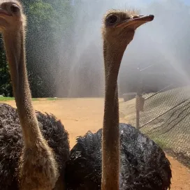 ☀️ There are many ways we help keel the animals cool here at the Zoo and misters are one of them!🚿 The female ostriches LOVE it! 🥰 Thanks to Supervisor Mary for capturing this adorable moment.