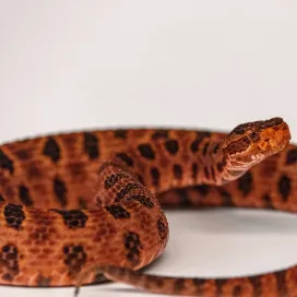 The Snake Sunday Series continues! 🐍✨
Did you know pygmy rattlesnakes are the smallest rattlesnake species in the US? 🤏 They average a length of 18 - 20 inches and are found mainly in the southeastern Coastal Plain and Sandhills of North Carolina, thriving in pine flat woods and scrub oak habitats. Pygmy rattlesnakes are ambush predators meaning they “sit and wait” until prey comes within striking distance!
They DO in fact, have a rattle! It’s very small and often sounds like a buzzing insect rather than a rattlesnake. Although pygmy rattlesnakes are venomous, they are not considered a major threat to humans due to their small size and tendency to retreat when threatened.
The pygmy rattlesnake is one of three protected rattlesnake species in North Carolina under the NC Endangered Species Act, crucial for their conservation and habitat preservation.
Understanding these fascinating snakes is super important, as they play a crucial role in keeping our ecosystems balanced and healthy! Stop by the Streamside building at the Zoo to see them for yourself! 😍