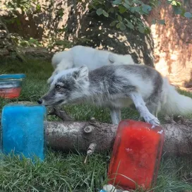 Happy Independence Day! ❤️🤍💙 We hope you enjoy this 4th of July enrichment as much as the animals did! 🇺🇸