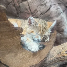 We all want to be Cosmo the sand cat today, curled up and cozy just napping away after a 3-day weekend! 💤 Sand cats are cute but NOT cuddly! They are fierce predators and the only species of cat that live solely in the desert. 🏜️ 🌵
