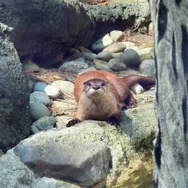 Introducing…. Murphy, the North American River Otter! 🦦 Murphy is a young otter who came to us from Illinois where he was rehabilitated after being found as an orphan in a mud slide.🥺 He is lighter in color than Bowser and less graceful. 😂
Murphy and Bowser are still working on introductions and will remain separated on habitat. You can still see both of the otter boys on habitat! Murphy has quite a bit of growing up to do as he still has some baby otter tendencies, such as his little chirp you might hear. He is still figuring out how to “otter” as a growing boy with much to learn. 🫶
