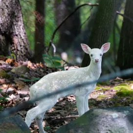 Just when you think it can’t get any better…. IT DOES! We don’t just have two adult white deer on Zoo property, now we have a WHITE FAWN! 🤍 🦌✨
Zoo Staff have spotted the white fawn throughout the past several weeks and we have been lucky enough to get some photos to share! 😍
From visual observation, the fawn seems to be doing well, growing just as a baby deer should be. Staff have also spotted it on trail cams with mom, who is the typical light brown color of white tailed deer and another baby deer that is the normal fawn color. Could we have twin fawns?! Both fawns have been seen repeatedly with the same doe, but we can’t be sure. 🤔
It is unlikely that you will spot the white fawn on your Zoo visit. However, we still wanted to share this special sighting with our guests after the love the adult white deer post received last fall! 🫶
As a reminder, these deer are native inhabitants residing on protected land where hunting is strictly prohibited; they are NOT in a human-made habitat designed for public viewing. ‼️
Catching a glimpse of the new baby is unlikely during typical business hours. However, if you do encounter the white fawn (or any native wildlife for that matter), please treat it with respect by observing quietly and from a distance (like any animal in our care). We appreciate your partnership in ensuring their safety and tranquility. 📍