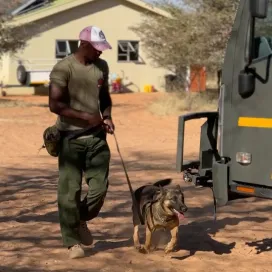 Happy World Ranger Day!
Today, we honor the dedication and bravery of rangers worldwide, whether they are the rangers here at the Zoo keeping guests safe during their visit or they are rangers protecting wildlife and wild places all over the globe. And we can’t forget their canine partners! 🌍
🐾 Their hard work protects biodiversity and ecosystems, ensuring a healthier planet for future generations. Part of the Namibian Ministry of Environment, Forestry, and Tourism, these dogs help their human counterparts patrol Namibia’s National Parks and work to stop the wildlife trade. Without their commitment, many species would disappear, and vital habitats degraded. The role of rangers is more important than ever. 💚
#WorldRangerDay2025