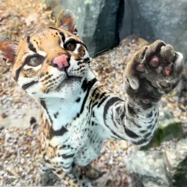 🖤 With heavy hearts, we share the passing of our beloved male ocelot, Diego.🐾🪽
Diego passed peacefully, surrounded by those who cared for him most. At nearly 22 years old, he lived an extraordinary life, far surpassing the typical ocelot lifespan of 7-12 years in the wild. His long life is a testament to the incredible care and love he received here at the Zoo.
Born in November 2003 at Palm Beach Zoo, Diego moved to San Francisco Zoo in 2006 where he met his long-time mate, Inca. In 2010, both Inca and Diego joined our Desert building and eventually made their home in a lush outdoor habitat in 2015. Together, this iconic duo raised ten offspring, contributing meaningfully to the future of their species.
Diego was known for his gentle, quiet nature. He was often tucked into the shadows, blending in with his surroundings, just as a nocturnal cat should. His habitat was carefully designed with his comfort and enrichment in mind, offering plenty of places to hide, climb, and observe.
Diego’s absence leaves a deep void in our hearts. We are grateful for every moment we had with him, and for the legacy he leaves behind with Inca. Our team will continue to monitor Inca’s wellbeing closely as she adjusts to this new chapter without her mate.
Please join us in remembering Diego, and keeping those who knew and loved him in your thoughts. 🐾💛 Thank you to Diego's keepers who shared these wonderful photos with us, we couldn't just pick a few, we wanted to share them all with you.✨