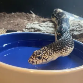 Be like Gryphon the Pine Snake Animal Ambassador and drink your water! 💧
#SnakeSunday