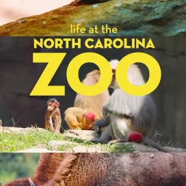 life at the North Carolina Zoo 💛