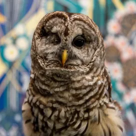 Terra the Barred Owl Animal Ambassador is here to bring you more awareness about owls, after all, it is Owl Awareness Day! 🦉✨
🦉 Owls ARE raptors!
🪶 Owls have serrated feathers and feathers on their feet, which makes them the ultimate hunters known for their silent flight that helps them catch prey.
🐁 Owls are excellent rodent control and a single owl can eat up to 2,000 mice per year!
☣️ The best ways to help barred owls is to stop using rodenticides, as poisons like these effect the whole ecosystem.
Terra came to us nearly 20 years ago from the Schindler Wildlife Rehabilitation Center after an eye injury made her non-releasable. Although her sight is limited, and she appears as if she is always winking at you, she can still see well. Over the years, Terra has charmed countless guests with her personality and resilience. #OwlAwarenessDay