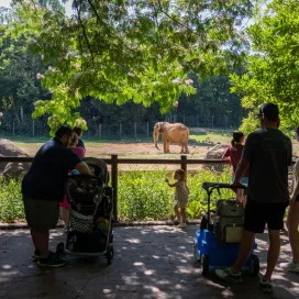 Looking for a fun way to exercise with your kids? Join the Zoo in celebrating Exercise with Your Kid Day on August 4th. Walk scenic paths and visit the animals, take a hike on Purgatory Trial, or visit one of our playgrounds and run off that energy! While outside and in motion, don’t forget to stay hydrated! Stop by one of our water stations to rest and refuel! 🚶‍♂️🌳 #ExerciseWithYourKidDay