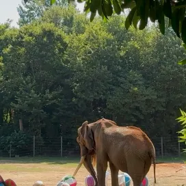 C’sar recently celebrated his 51st birthday! 🐘 As the oldest African bull elephant in North America, he holds a special place in the hearts of both staff and visitors. C’sar received many of his favorite items and high-reward treats, such as watermelon, pineapples, frozen ice, treats, apples, fresh browse, and hay! 🍉🍍
🎨 The paper banners, recycled cardboard, and paint were all elephant safe! Not only can C’sar interact with these items, he can also consume them without any harm. 🏄 🏝️