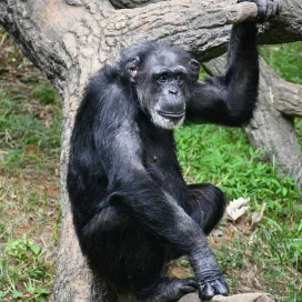 We wanted to share a special lady with you today...Meet Tammy, the oldest chimpanzee AND oldest animal here at the North Carolina Zoo at 54 years old! 🎉 She’s got a few years on C’sar! ☺️
Tammy is a classy gal who has taught her troop leader, Kendall, a thing or two about chimp behavior. She enjoys lounging in hammocks, playing with the little ones, and munching on her favorite treat...lettuce!! 🥬 Plus, she has a fondness for blankets and towels for her cozy nests. Tammy truly has a special place in her keepers' hearts! Her age is truly a testament to the care she receives from her keepers and veterinary staff! ❤️