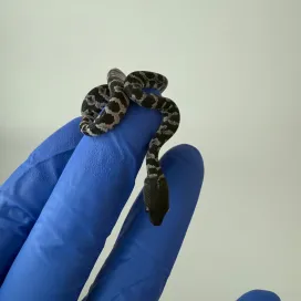 Small, harmless, and very rare? For the Virgin Island Tree Boa, all three of these things are true! ✅ ✅ ✅
The Virgin Island Tree Boa, commonly referred to as VI Boa, is one of the rarest species of boas in the world! 🌎 Unlike the boa constrictor, this isn’t a large boa species: it only grows to be around two feet long on average. VI Boas are only found on a few islands in the Caribbean, meaning this small snake is easily threatened by habitat loss and invasive species.
At the North Carolina Zoo, we are working to protect this species in the wild by conducting surveys to better understand the species’ distribution and habitat needs. Most importantly, we lead the breeding program for this species and recently welcomed ‼️ 5 ‼️ VI Boa snakelets this year! These 5 new VI Boas will eventually be part of the release program! 🏝️
Conservation isn’t just for mammals! 🐍❤️ #SnakeSunday #YearOfTheSnake