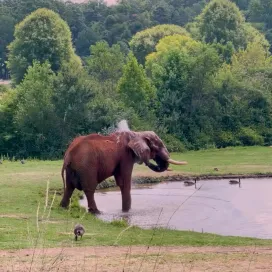 It’s World Elephant Day! 🐘 🎉 At 51 years old, C’sar, the oldest African Bull Elephant in North America still enjoys a cool dip on a hot summer day! 🛁☀️ #worldelephantday
