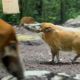 “young and sweet only seventeeeeen…” meet the dancing queen herself…Patience the Red river hog!🕺🪩 Watch how Patience *boops* the enrichment for snacks to fall out! Happy 17th Birthday Patience! 🥳