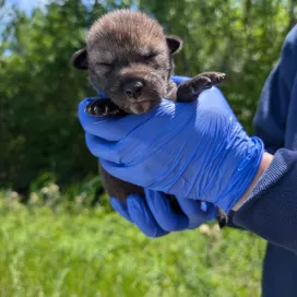 Warning: Long post ahead, but we promise it’s worth the read! 👀
We are overjoyed to share this update with everyone! We are active partners in the American Red Wolf SAFE (Saving Animals from Extinction) Program, which is the overarching body that manages the population of American Red Wolves under human care. At the North Carolina Zoo, we have one of the largest breeding programs in the country for the critically endangered American Red Wolf. Earlier this year, we had the opportunity to make history - to be part of the very first American Red Wolf pup cross-foster in the history of the program. ❤️
A cross-foster is a conservation technique where pups are taken from both the wild and from under human care, then essentially swapped.
There is a very small age window of when cross-fostering can occur and our American Red Wolf pup litter was the only one in the entire SAFE population that fit within the window! Cross-fostering is extremely rare since there are so few American Red Wolves in the wild. But, the stars aligned and we did it - successfully. We are finally able to share this wonderful news as the cross-fostered pup that was born under human care and was integrated into a wild litter has been seen on camera-trap footage, alive and well with it’s new family group!
US Fish & Wildlife Service (USFWS) just recently put out an update on the wild population of American Red Wolves; the cross-foster is just a small part of the exciting updates they have shared.
From USFWS on the cross-foster: “In effort to enhance the genetic diversity of both the wild and SAFE populations and managing the number of offspring from this pair in the wild, the Red Wolf Recovery Program and the SAFE American Red Wolf program implemented a cross-foster for the first time. When the wild litter was about two weeks old, one male pup from the North Carolina Zoo was placed into the wild litter, and four pups (two females and two males) from the wild litter were placed at the North Carolina Zoo, leaving a litter of three in the wild den.”
If you want to learn more, and we hope that you do, you can find the update at the link in our bio! 🐾
You can help red wolves by sharing this post!