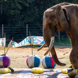 Did you know we have our own senior community right here at the Zoo? Many of our beloved residents are older animals who have exceeded the average life expectancy for their species. This is a testament to the world-class care and support they receive from our dedicated keeper and vet teams! ❤️
As the world’s largest natural habitat zoo, we are honored to provide quality care to animals at all stages of life, especially during their golden years! 🌟
Our graceful seniors serve as a beautiful reminder of the privilege and significance of aging in the animal kingdom. Their presence highlights the importance of supporting conservation efforts to ensure their wild counterparts will stick around for many future generations to come!