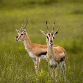 August is Antelope month! So in celebration of these unique animals, we wanted to highlight the smallest antelope species on habitat at Watani grasslands…the Thompson’s Gazelle! Or, as we like to call them, tommies! 💛 No, they aren't babies, these antelope are fully grown! Look closely for them on habitat or you may miss them, as they often blend in with the tall grasses.
