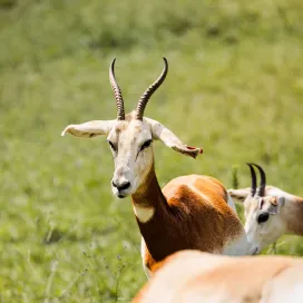 Well…We don’t have Impalas at the zoo, BUT we do have 6️⃣ species of Antelope!! Since Impalas are a species of Antelope, why not celebrate the ‘End Of Summer’ with all the ~Impala~ vibes? 🎶✨