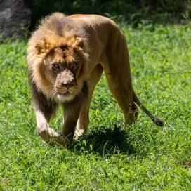 Following the announcement about Haji and Mekita’s new friendship, we received some thoughtful questions about their body condition. It’s a great chance to share more about lion health and body conditioning.
All of the animals at the North Carolina Zoo receive specialized diets that are designed to replicate natural feed-forage patterns. In the wild, lions may go over a week without eating. The indoor lion space includes a built in scale and the lions are weighed every 2 weeks.
More from our Chief Vet, Dr. Jb Minter:
“As the Director of Animal Health and Chief Veterinarian at the North Carolina Zoo, I want to thank you for your concern about our lions. Their health and well-being are my top priority, and I’d like to share how we monitor them to ensure they remain in excellent condition.
Our veterinary and animal care teams use a method called body condition scoring (BCS) to evaluate each lion’s health. This system allows us to assess fat coverage, muscle tone, and overall fitness. In a healthy lion, we look for:
➡️ A visible waistline behind the ribs when viewed from above
➡️ Ribs that can be faintly seen but not sharply protruding with no excess fat obscuring them
➡️ Strong muscle definition over the shoulders, hips & back
➡️ Smooth, fluid movement and the stamina to run, climb & play
Lions in the wild are naturally lean animals. While domestic cats and dogs are often slightly overweight, which can make our lions appear “thin” by comparison. Maintaining a leaner body condition is far healthier. This reduces strain on their joints, supports cardiovascular health, and allows them to thrive long-term.
Our team provides specialized diets, regular veterinary assessments, and daily enrichment to ensure the lions remains strong and healthy. If any sign of illness or unhealthy weight were ever detected, it would be addressed immediately.
We deeply appreciate your care and concern for our animals. I assure you our lions are thriving, and we remain committed to providing them with the highest standard of care.”
Sincerely,
Jb Minter, MS, DVM, Dipl. American College of Zoological Veterinarian
Director of Animal Health & Chief Veterinarian
North Carolina Zoo