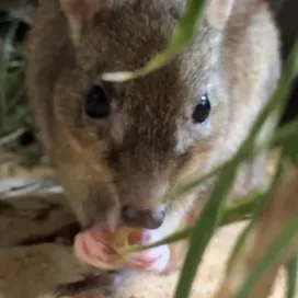 Snack time for this little foodie 😍 And no, this is not a baby kangaroo! Bettongs are small marsupials native to Australia. They are in the same family as kangaroos, Macropodidae, which includes kangaroos and wallabies along with other marsupials with large feet and powerful hind legs.