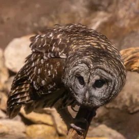 🦉 Who cooks for you? Who cooks for you all? 🍽️
That’s not your stomach talking, it’s the call of the barred owl! With their big, soulful eyes, barred owls are striking members of the owl family. All owls are birds of prey, a fact that sometimes gets left out about these incredible birds. That means they’re skilled hunters, swooping silently through the forest to snatch up mice, frogs, and even small birds! 🐭🎯
🌲 Found in forests across North America, including North Carolina
🕶️ Named for “barred” pattern on their feathers, hence the name
🎤 Known for their famous who-cooks-for-you-all call
👀 Sharp talons + keen eyesight = expert predator
They may look calm and wise, but don’t let that stare fool you, they’re fierce hunters of the night! 🌙